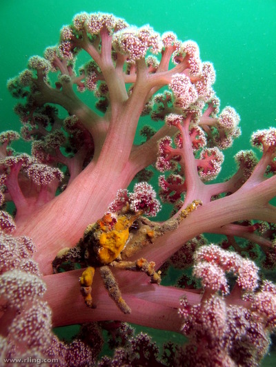Sponge Decorator Crab by Richard Ling